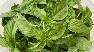 Harvesting FRESH BASIL | MAXIMUM PRODUCTION | Self-Sufficiency | Gardening