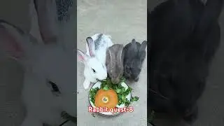 Cute Bunny and Rabbit Eating Fresh Coriander in a Group 🐰🌿 | Bunny Snack Party Time