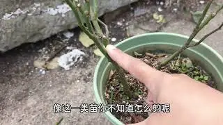 分享冬剪操作方法，小苗如何修剪？手把手教你。 月季小苗冬天修剪，要根據實際情況。以春天長苗爲主，冬剪