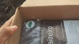 Sementes da Amazon flora, chegaram .