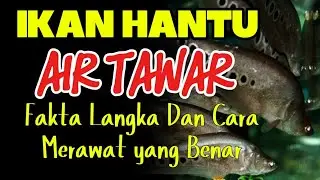 Jangan Pelihara Ikan Belida Sebelum Nonton Video Ini! Fakta & Tips Penting
