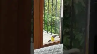 More Toucans at Casa Mogambo Costa Rica