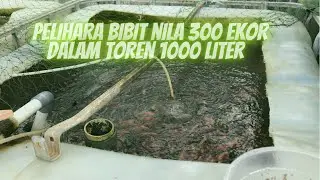 Pelihara bibit nila 300 ekor dalam 1 toren 1000 liter, kematian hanya 1 ekor