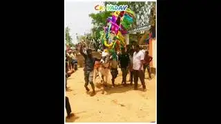 Jallikattu Videos Chittoor King Ck Yadav Bull Videos Hori Habba Videos AYC