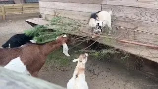 Wildlife ready to recycle your Christmas tree