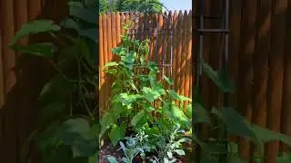 CUCUMBER PLANT TIMELAPSE 🥒