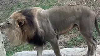 Atlanta Zoo BIG cats!