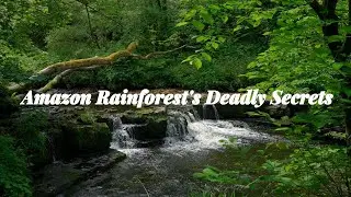 Amazon jungle | 5 Unsolved Mysteries|