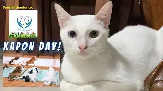 MURANG KAPON SA PUSA! SAAN PWEDE MATAGPUAN? (LOW COST SPAYING AND NEUTERING) | Life of a Single Mom