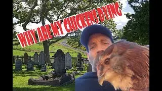 Raising Chickens Off Grid - Why are My Chickens Dying?