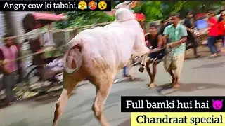 Most dangerous cow unloading video destroyed everyone 2024 #angrycowvideo #angrycow #shorts #trend
