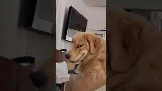 Puppy flashes cute (or creepy?) smile 😂 #goldenretriever #puppy #dogbreed #funny #creepy #smile