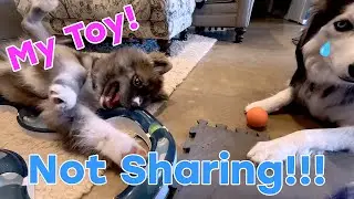 Husky Puppy OBSESSED With Cat Toy | Dog Doesn't Want to Share Toys With  His Brother Titan