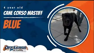 Cane Corso Mastiff 🐾Off leash Training | Best Dog Trainer | Reno, NV🐾