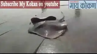 Stingray Fish at Dapoli