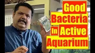 Adding Bacteria in Active Aquarium | Nature Aquarium | Fish Tank |Mayur Dev Aquascaper 4K