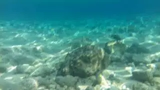 Красное море. Рыбы-хирурги.