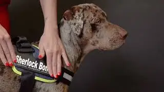 What You Must Know About Julius-K9 IDC&reg; Powerharnesses