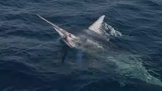 Australia's Coral Coast: get to know Mahi Mahi Fishing Charters