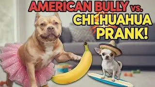 American Bully Paints Chihuahua Face BLACK While Sleeping &ndash; Funniest Dog Prank Reaction 2025