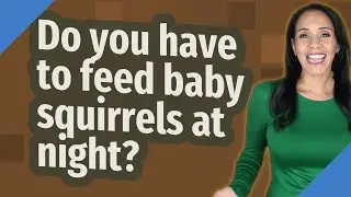 Do you have to feed baby squirrels at night?