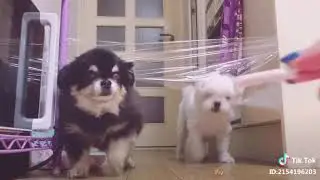 Testing Dog or Cat Intelligence with Clear Tape  | Bear
