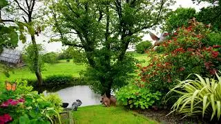 Beautiful place with pound | Nature Video, hummingbird, butterfly, river, wooden Hut,