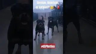 We got quality, yall tell me 🤷🏾&zwj;♂️ #GermanRottweiler #SerbianRottweiler #AmericanRottweiler