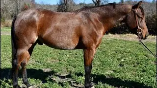 &ldquo;Loki&rdquo; Gun Keeps Playin Gin 2021 AQHA Bay Roan Gelding 