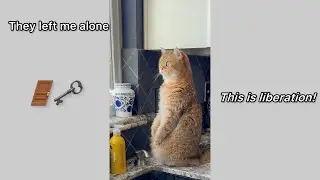 Alone with Coco: A Cat&rsquo;s Secret Life Revealed #cat #talkingcat #satire