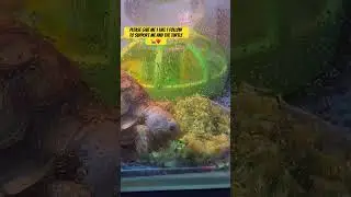 Step aside, everyone! A professional eater is taking a giant bite. Enjoy the show! 🐢🎬🥗 #pets