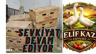 SEVKİYAT DEVAM EDİYOR #KAZ # KUZU #HOBİBAHÇESİ #CHİCKEN #HOROZ #HOBİ# köpek #