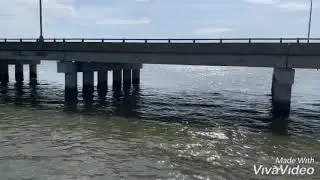 James river pier fish check
