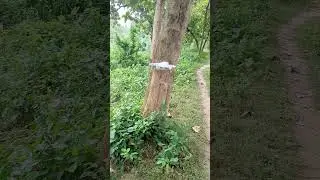DJI Neo Drone Jungle Flight | Smooth Travel & Stabilization Test #djineo #dronetest #dji