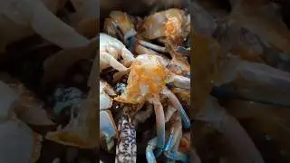 crab cleaning tips 🦀🦀😱👍🏼💪🏼 @Shanthishenoyvlogs #cleaningtips #crab #asmr #asmrsounds #shorts