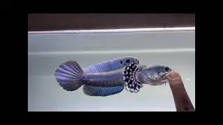 channa blue pulchra gondrong