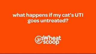 what happens if my cat&rsquo;s UTI goes untreated?