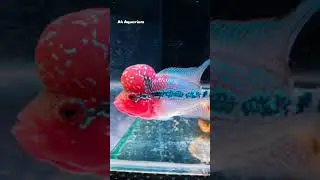 Top Quality Flowerhorn fish in Ahmedabad | SRD Flowerhorn | #flowerhornfish #flowerhorn #fish
