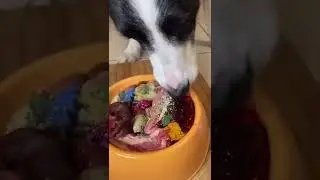 I cook my dog GOURMET DINNER. You need to try this #shorts