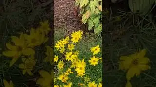 Насекомые сладкоежки США - The insect flying from one flower to another - USA