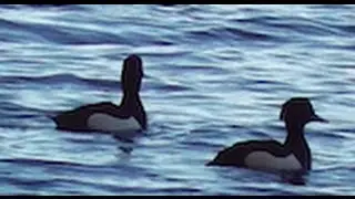 Tufted Ducks