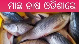 Biofloc Fish Farm Odisha || Low price All Air pump In Odisha Balasore, #OdishaBiofloc#OdishaBiofloc