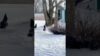 Peafowl in the Snow, 6 month old male out with Mama. #peacock #peafowl #birds #winter #snowbirds