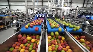 How Mango Pulp Is Made in Factory | Complete Farm to Market Process