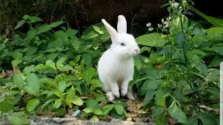 Fluffy White Rabbits Happy to Live Green Nature ep303 | Cute Fluffy Eating Natural Green Grass |