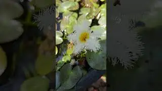 water snowflake lily☃️🪷💮