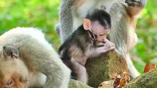 Jazzy monkey sitting for feed milk to Jiva , another child come to take of Jiva