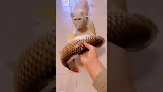 Cats are scared of fish. 😂🐠🐾