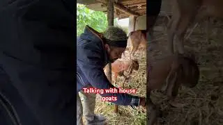 Talking with my house goats