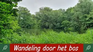 Wandeling In Het Bos En Vakantieplannen Zweden - ASMR Nederlands